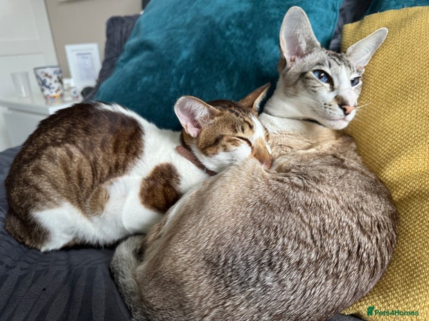 Peterbald cats Theo and Lewis (ginger ) - Advert 1