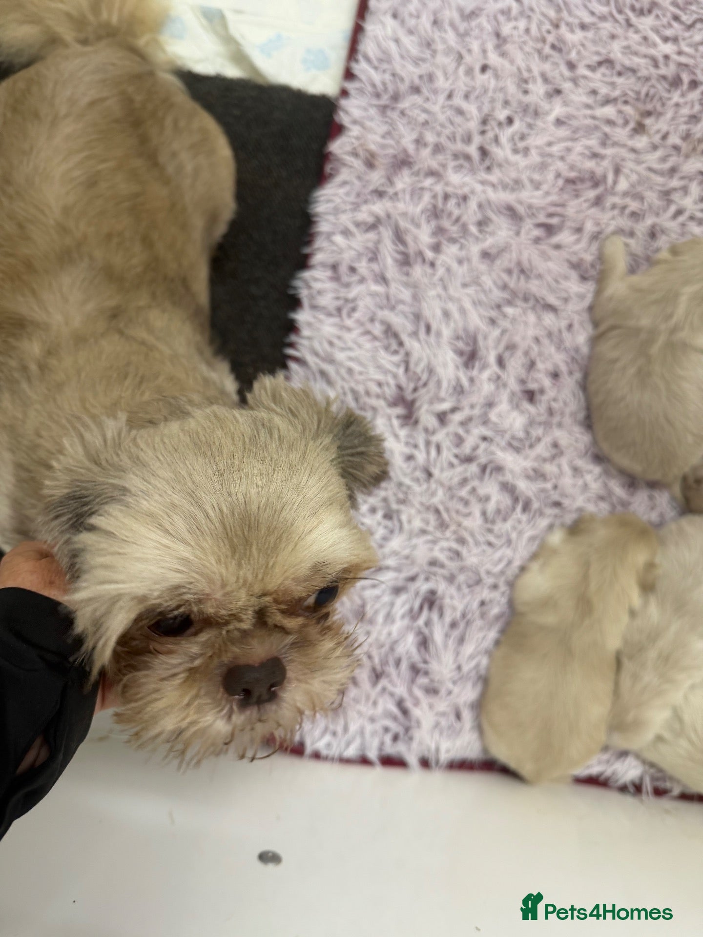 Shih Tzu dogs Stunning shihtzus  - Advert 1