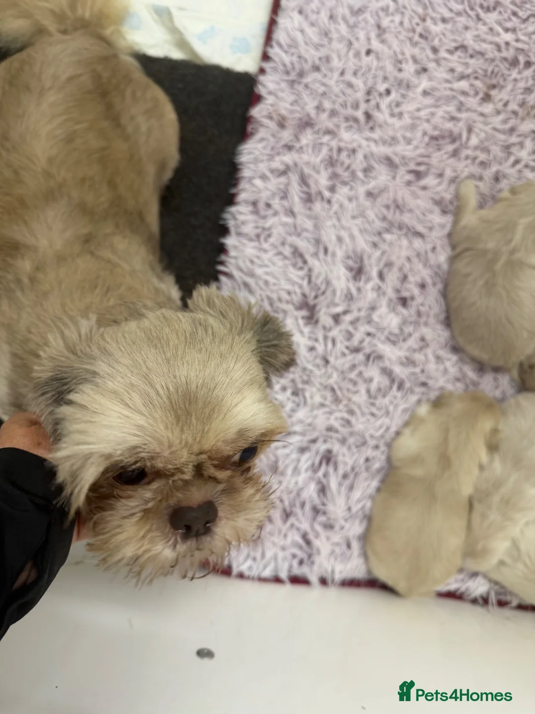 Shih Tzu dogs for sale: Stunning shihtzus  - Advert 1