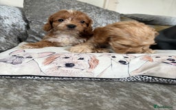 Cockapoo dogs for sale: Gorgeous babies 🥰 - Image 8