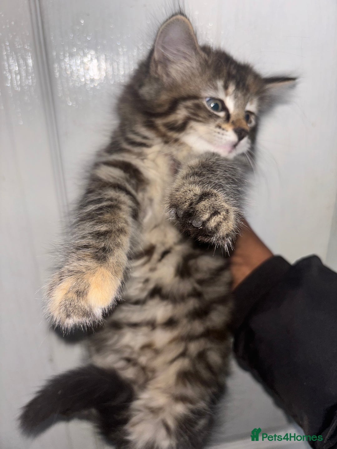 Maine Coon cats for sale: Beautiful main coons kitten for sale  - Image 3