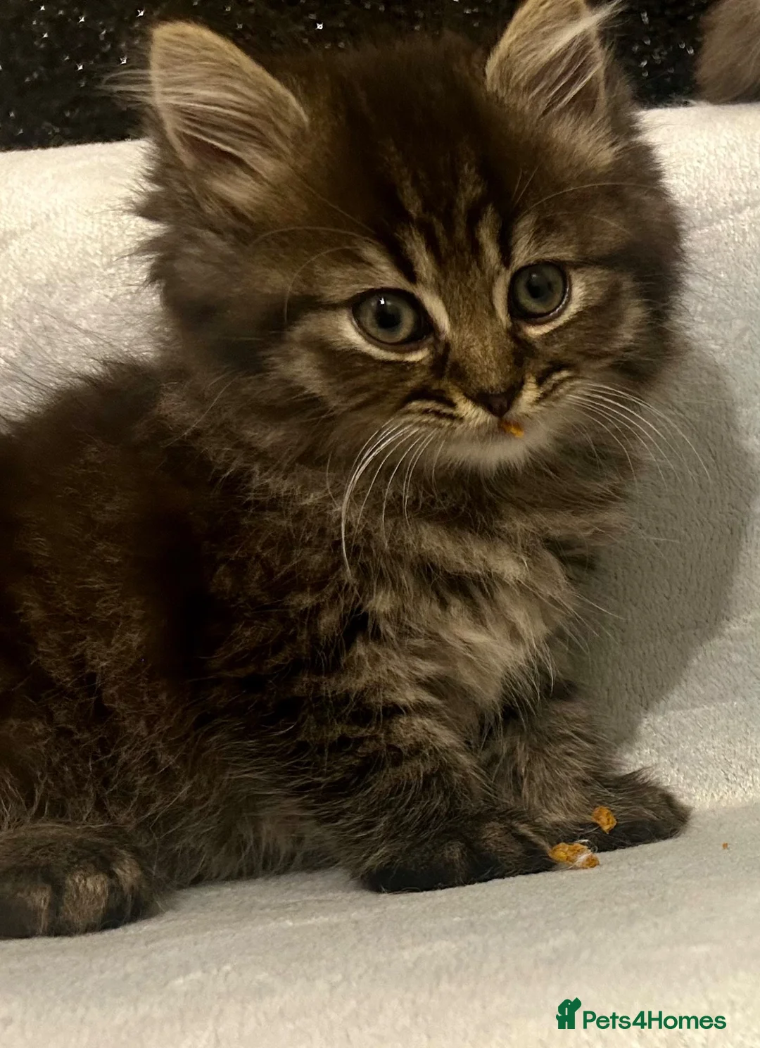 Persian cats for sale: Cute Half Persian Kittens  - Advert 26