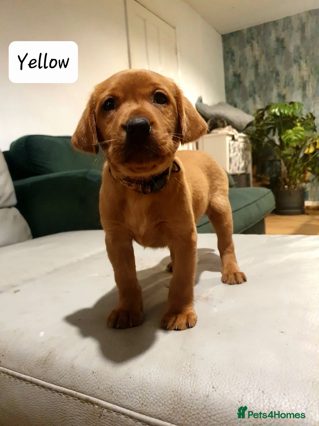 Labrador Retriever dogs for sale: Deep Fox Red KC Labs - Advert 9