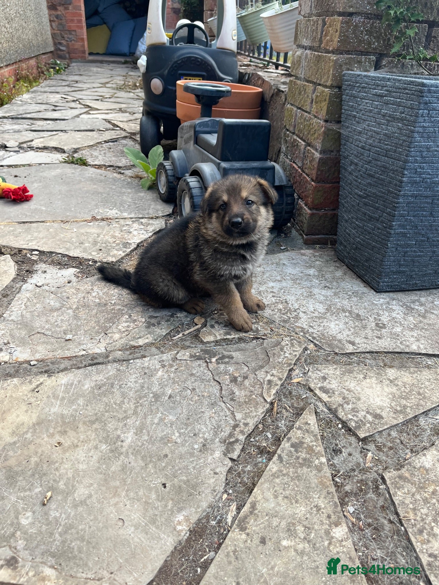 German Shepherd dogs German Shepherd puppies for sale  - Advert 1