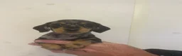 Miniature Dachshund dogs for sale: Kennel club registered mini dachshund puppies  - Advert 5