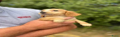 Cockapoo 3