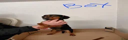 Jackshund dogs for sale: Jackhund pups in Wokingham - Advert 4