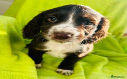 Cocker Spaniel dogs for sale: Ready now cocker spaniels  - Image 7