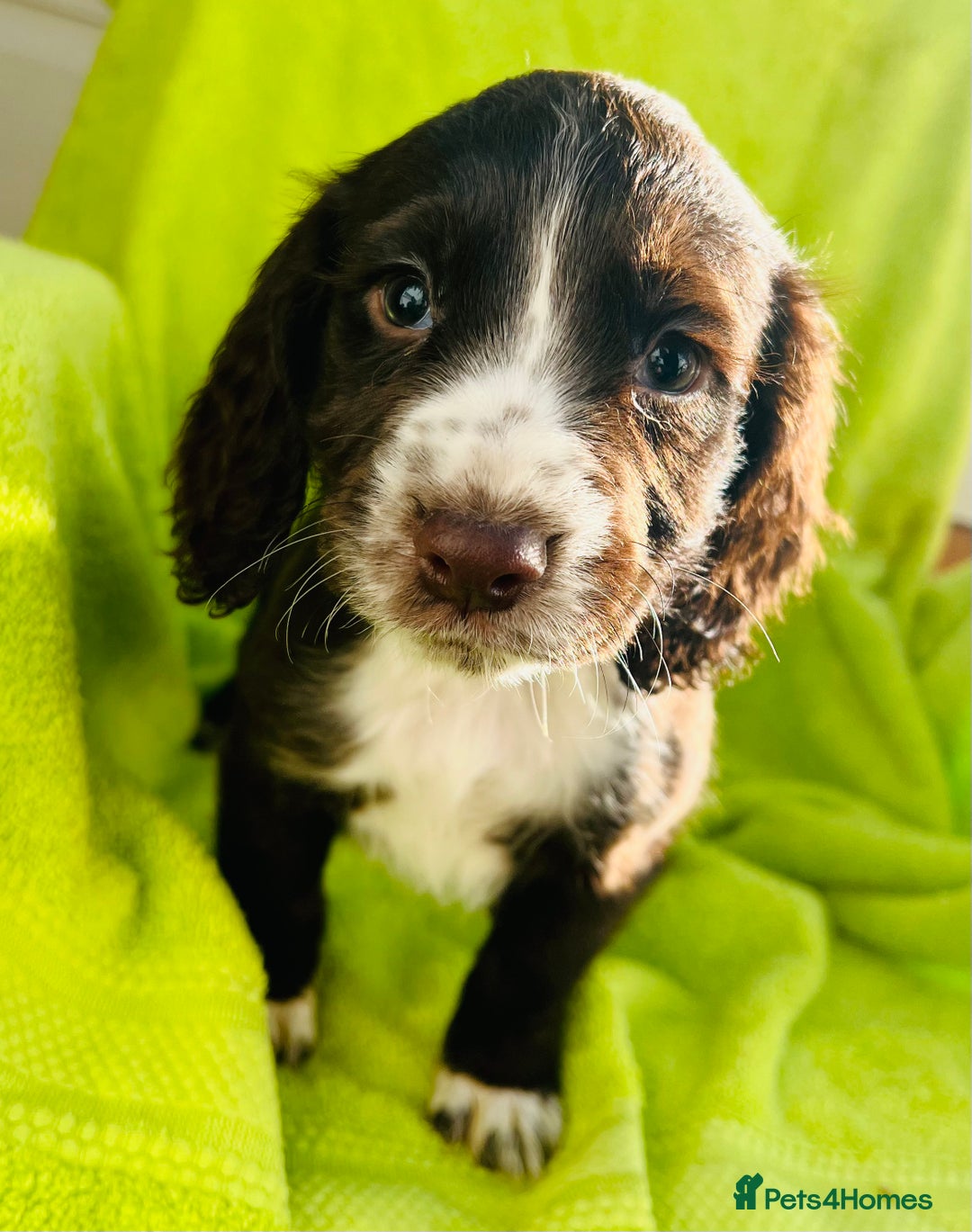 Cocker Spaniel dogs for sale: Ready now cocker spaniels  - Image 7