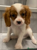 Cavalier King Charles Spaniel dogs - Advert 1