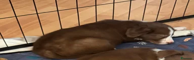 Mixed Breed 1
