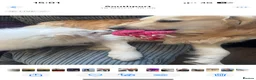 Golden Retriever dogs for stud: Extremely handsome boy in Southport - Advert 16