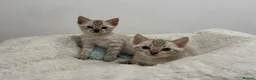 Bengal cats for sale: Out standing TICA reg Bengal Kittens  - Advert 2