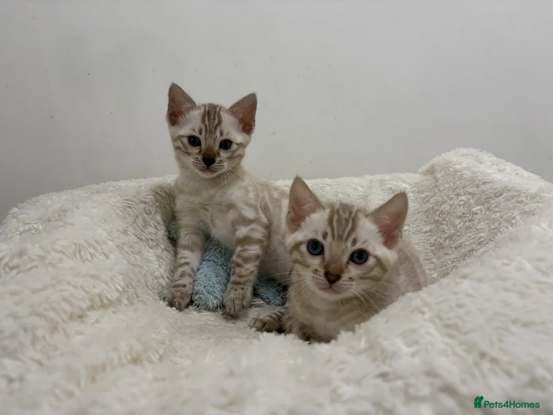 Bengal cats for sale: Out standing TICA reg Bengal Kittens  - Advert 2