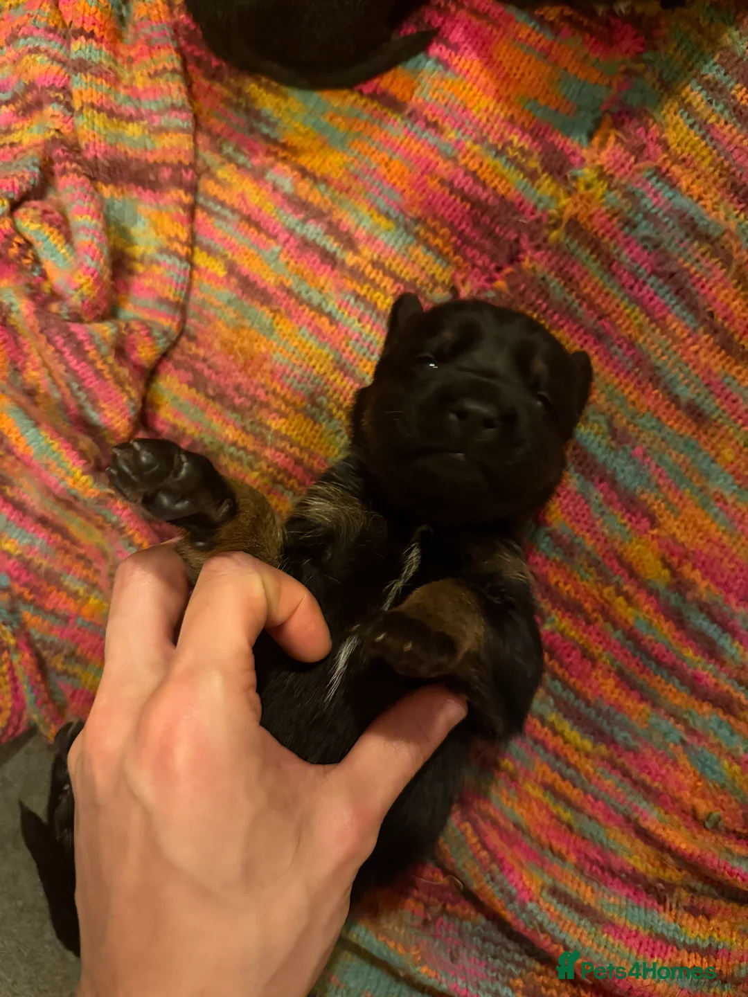 Mixed Breed dogs for sale: Puppies German Shepherd x Saluko x Dutch Harder - Advert 11