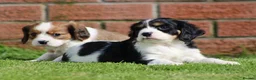 Cavachon dogs for sale: Beautiful Cavachon puppies for sale - Advert 28