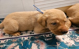 Labrador Retriever dogs for sale: KC REG Stunning Litter Fully Health Tested Parents - Image 24