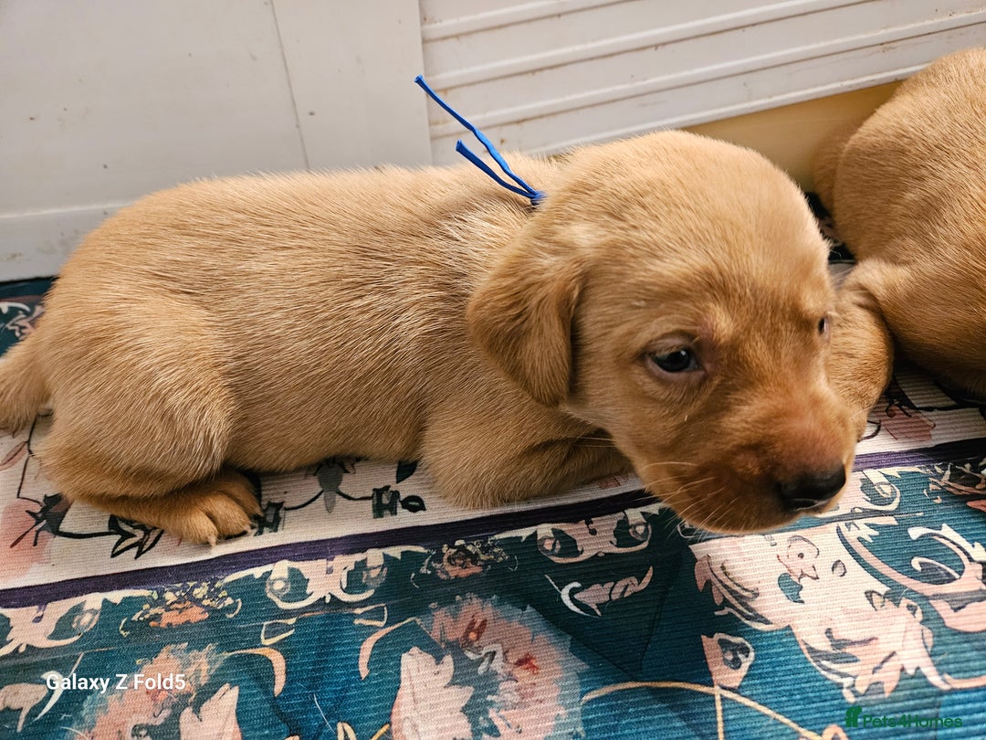 Labrador Retriever dogs for sale: KC REG Stunning Litter Fully Health Tested Parents - Image 24