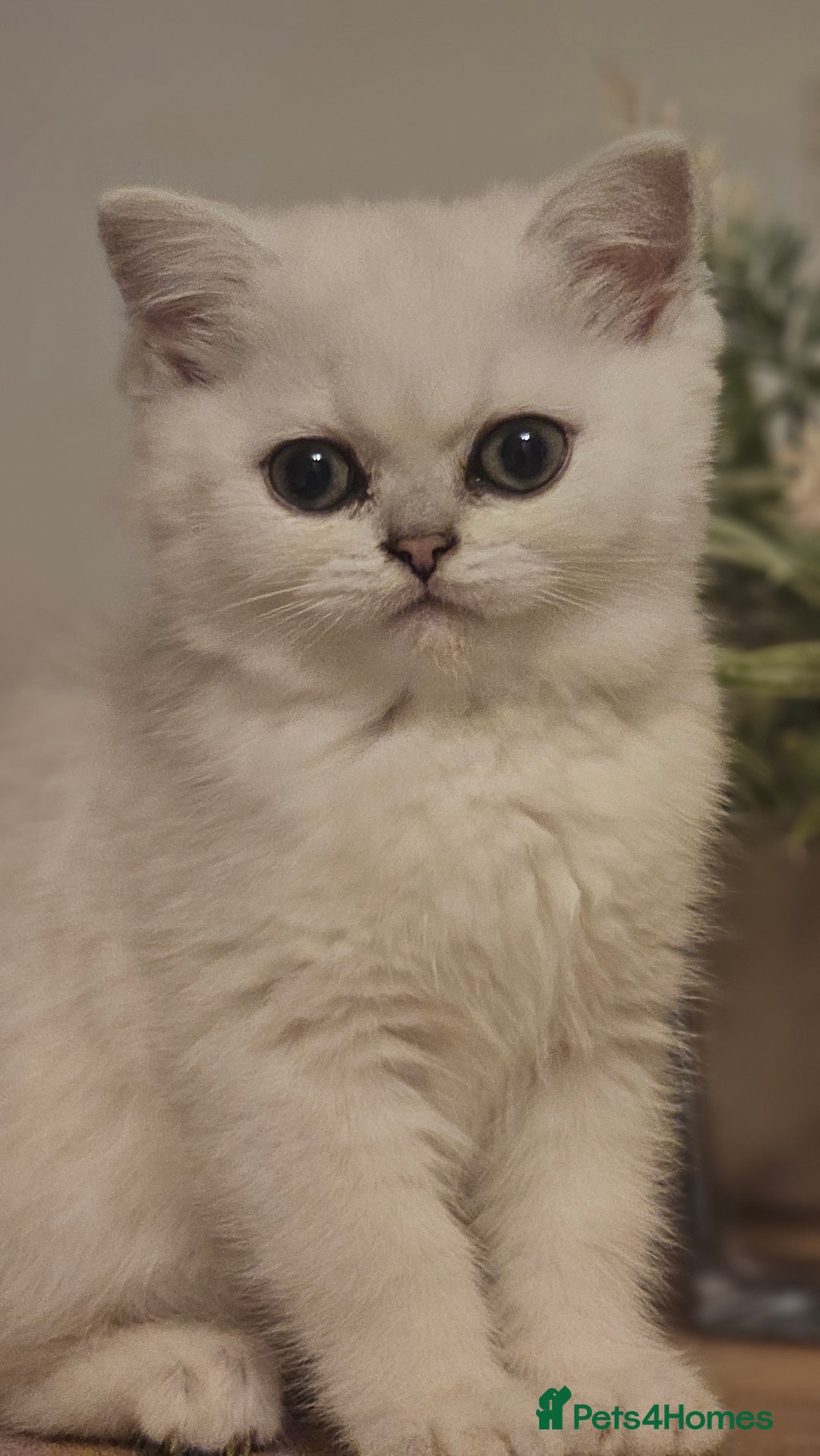 British Shorthair cats for sale: Girl british shorthair silver shadded - Advert 5