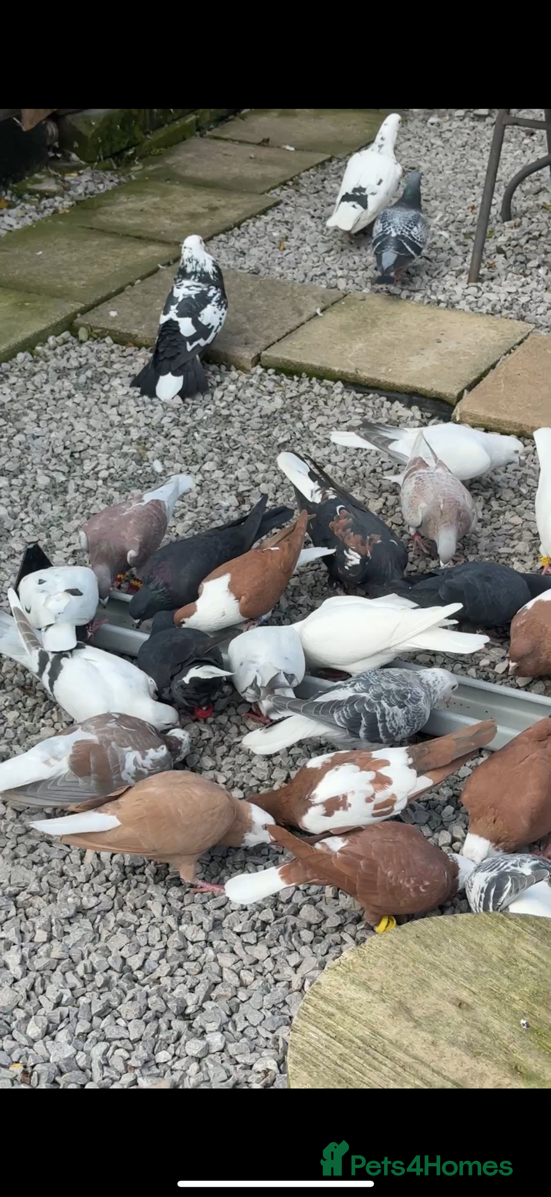 Pigeons birds for sale: Pigeons - Image 23