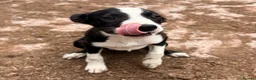 Border Collie dogs for sale: ONE REMAINING - Female Border Collie Puppies - Advert 10