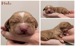 Cocker Spaniel dogs for sale: Kc Reg - Working Cocker Spaniel Puppies DNA Tested - Advert 6