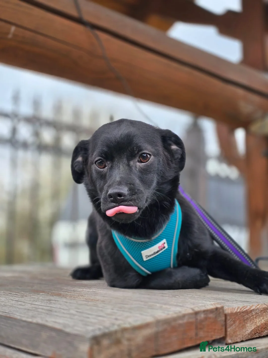 Mixed Breed dogs for adoption: ❤️🐶 MONICA – PURE AFFECTION IN A SMALL BODY in Burton-on-Trent - Advert 30