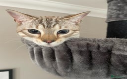 Bengal cats for sale: Beautiful 3rd gen seal lynx bengal - Image 2