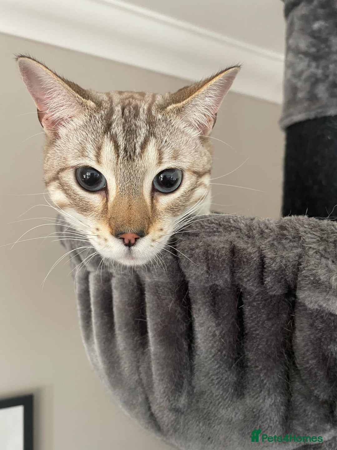 Bengal cats for sale: Beautiful 3rd gen seal lynx bengal - Image 2