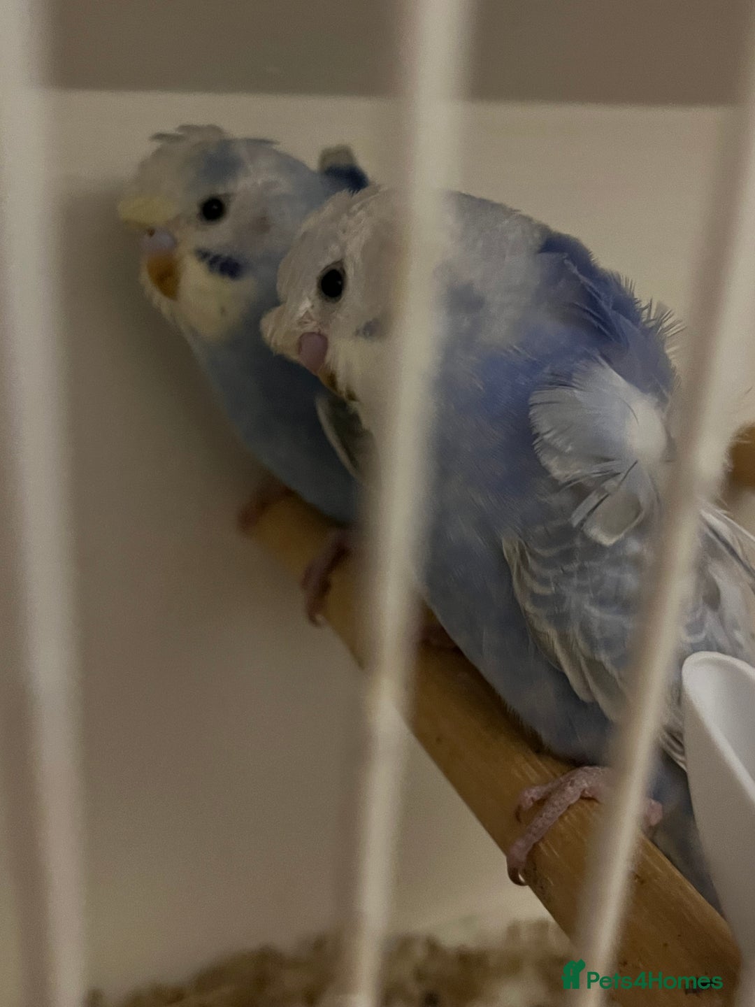 Budgerigars birds for sale: Rare female and male Hagoromo/helicopter budgies - Advert 3