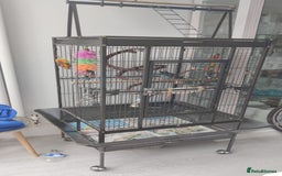 Parrots birds for sale: Semi-Tamed Quaker Parrot For Sale - Image 4