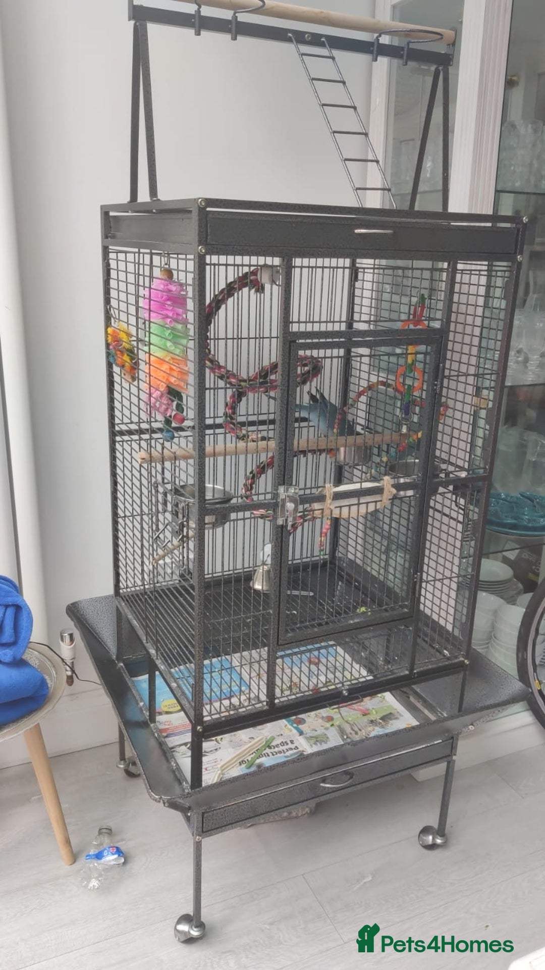 Parrots birds for sale: Semi-Tamed Quaker Parrot For Sale - Image 4