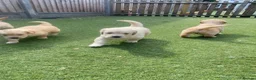 Golden Retriever dogs for sale: KC REGISTERED ®️ 5 STAR ⭐️ GOLDEN RETRIEVER 🐶  - Advert 35