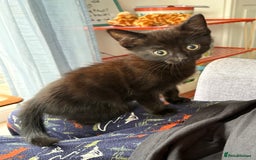 Mixed Breed cats for sale: 9 week old female kitten  - Image 5