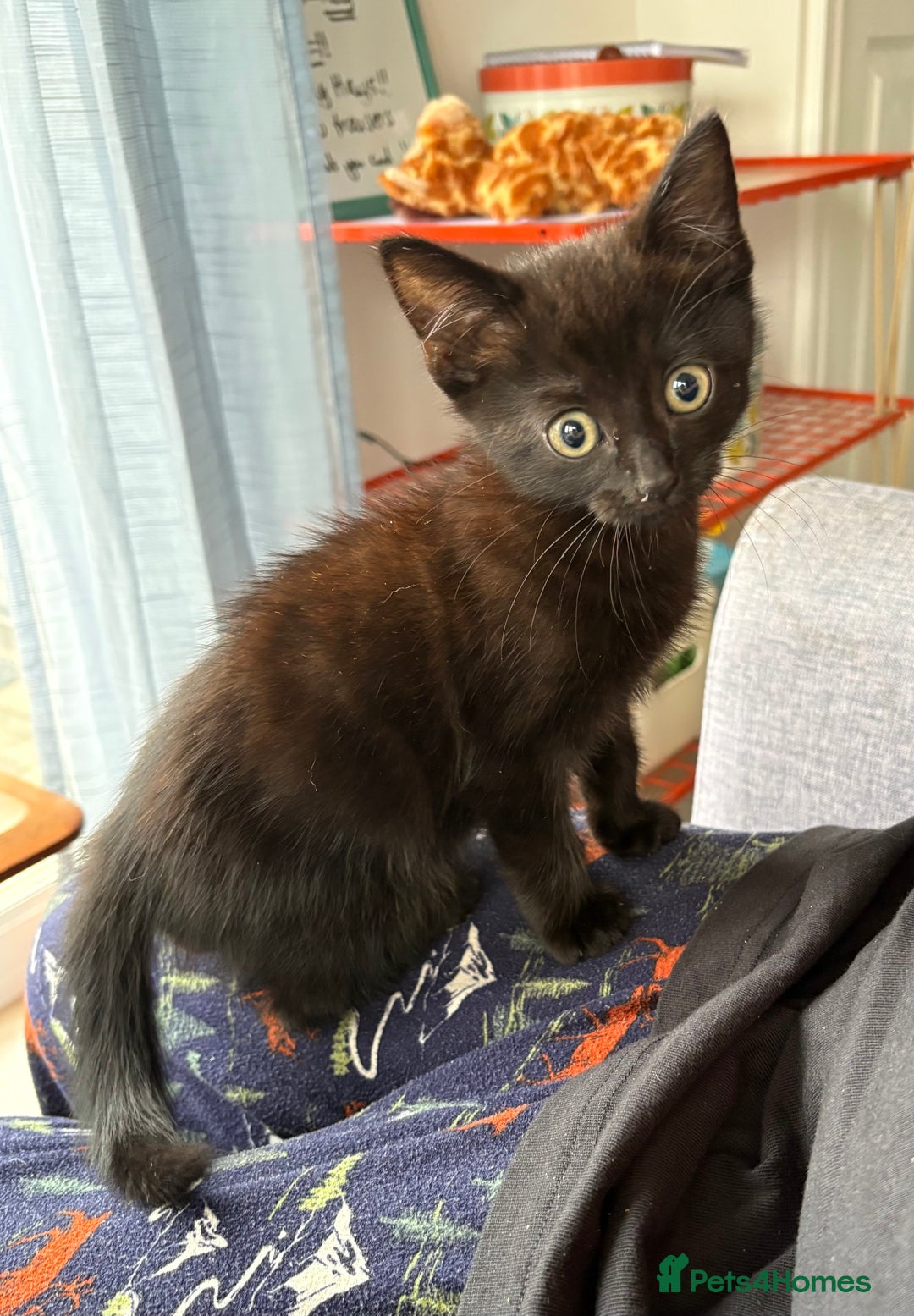 Mixed Breed cats for sale: 9 week old female kitten  - Image 5