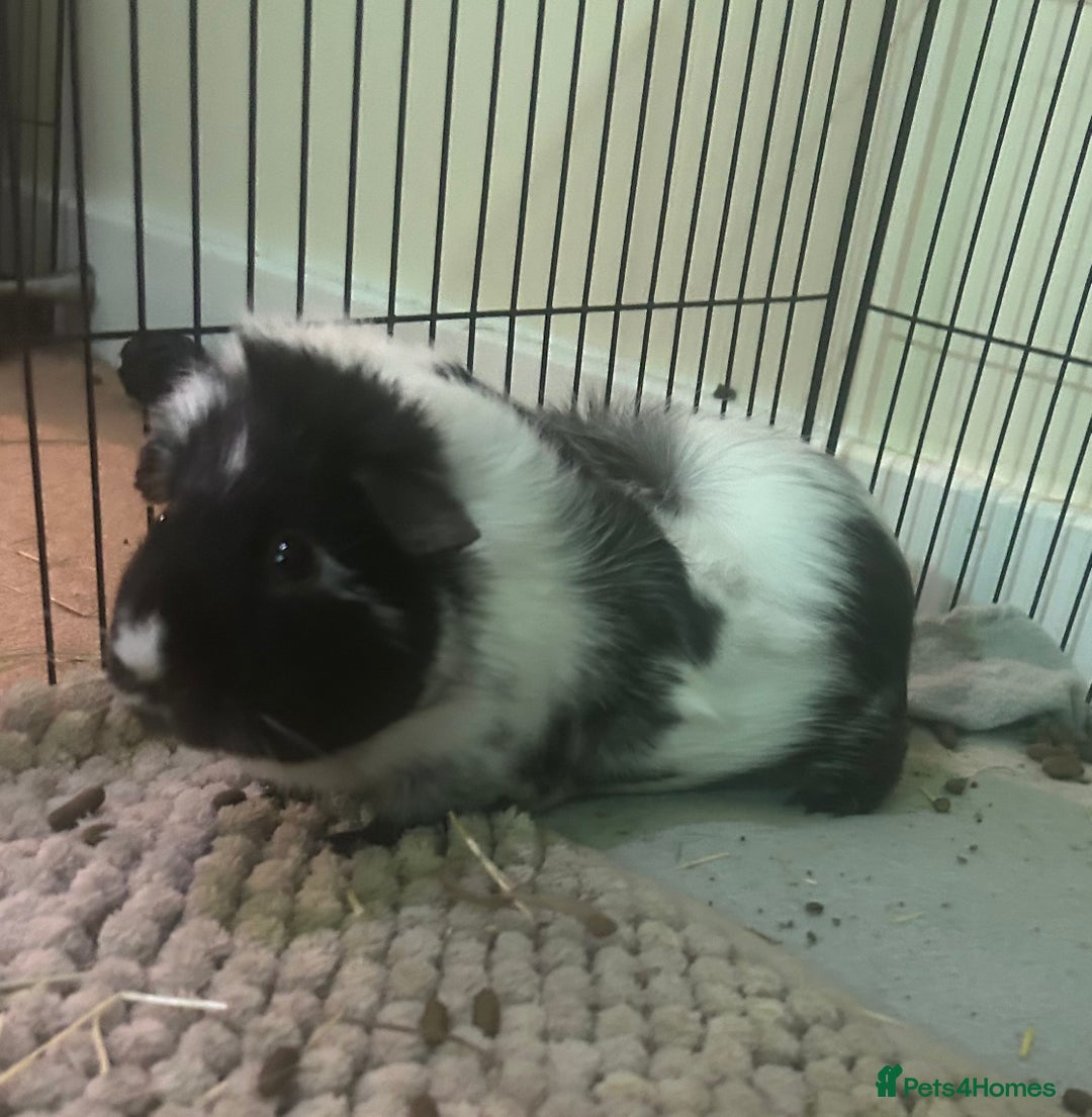 Guinea Pig rodents for sale: 2 Bonded Female Guinea Pigs - Image 4