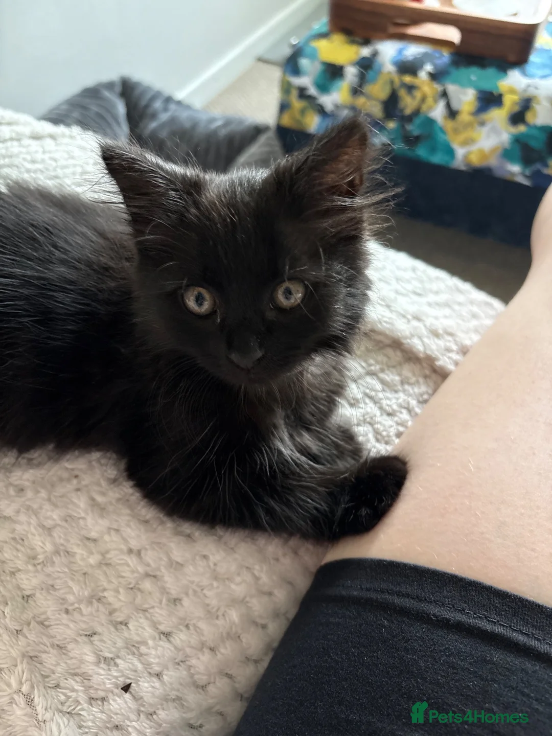 Mixed Breed cats for sale: Two Male Kittens (£200 Ono) - Advert 6