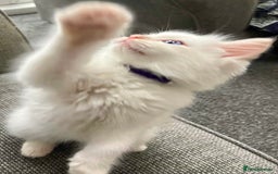 Ragdoll cats for sale: Beautiful Ragdoll Kittens, 2 Flamepoint, 1 mitted - Image 9