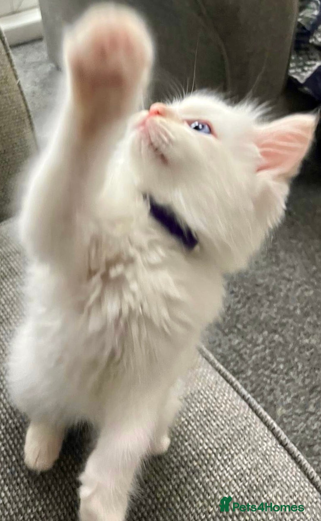 Ragdoll cats for sale: Beautiful Ragdoll Kittens, 2 Flamepoint, 1 mitted - Image 9
