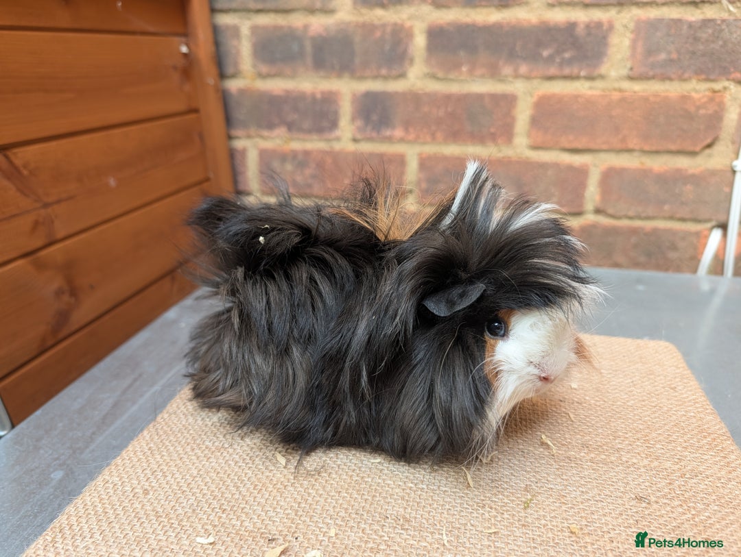 Guinea Pig rodents for sale: Longhaired Guinea Pigs- 2 sows, 1 boar - Image 8