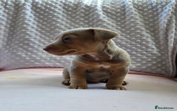 Jack Russell dogs for sale: *Only Lilac&Tan Girl Available* Beautiful JR Pups in Goole - Image 4