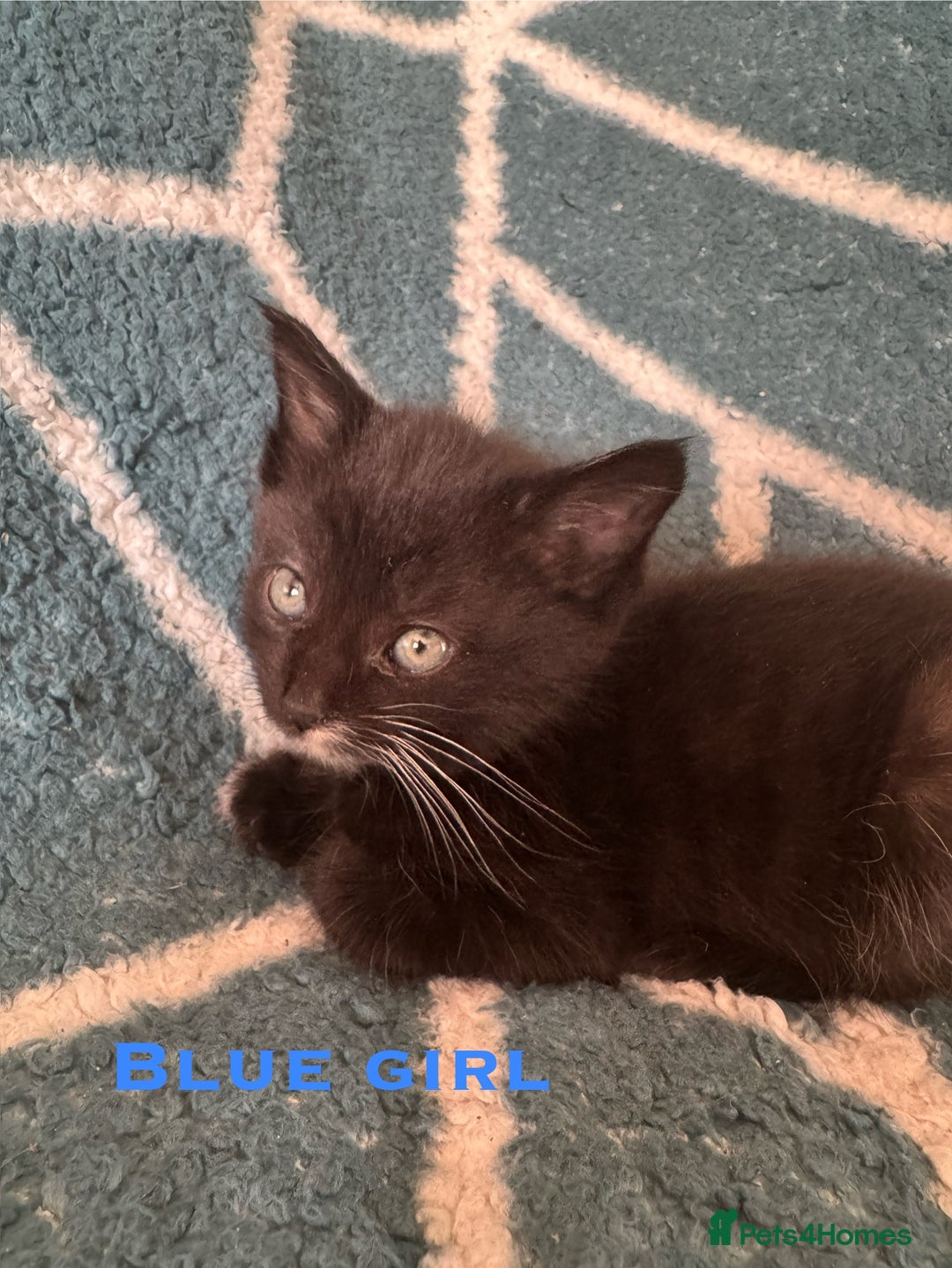 Mixed Breed cats for sale: Loving lots - Image 4