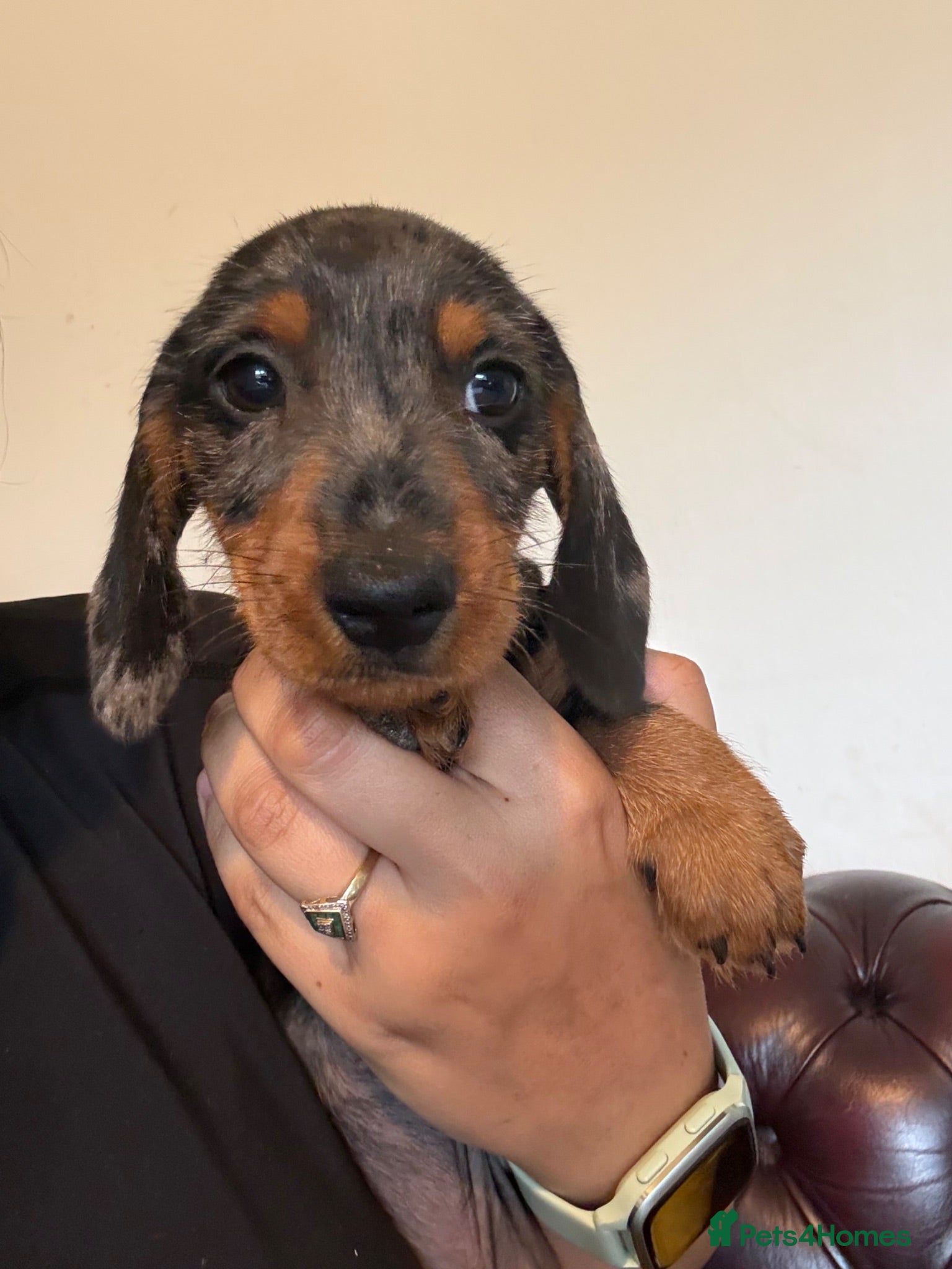Dachshund dogs Available now - Dachshund Puppies - two boys left  - Advert 2