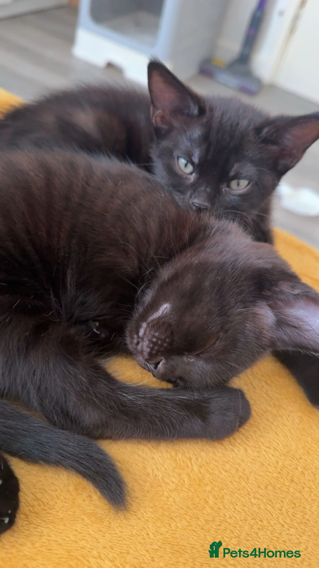 Mixed Breed cats for sale: Fluffy black kittens  - Advert 2
