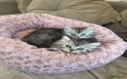 Persian cats for sale: Stunning silver Persian kittens  - Image 2