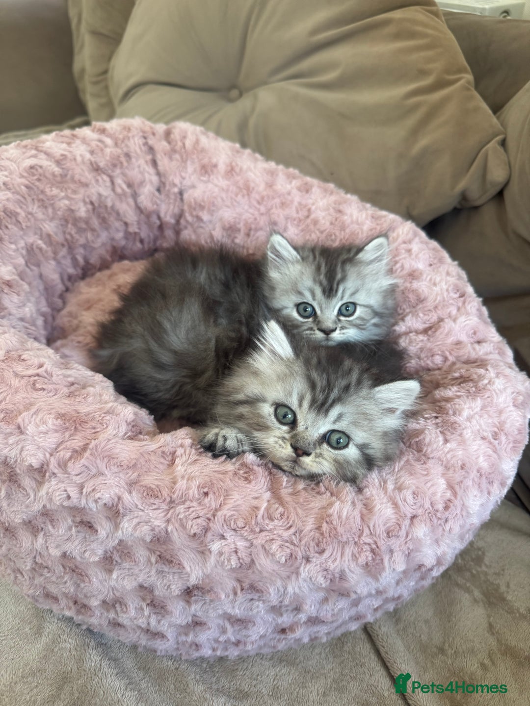 Persian cats for sale: Stunning silver Persian kittens  - Image 2