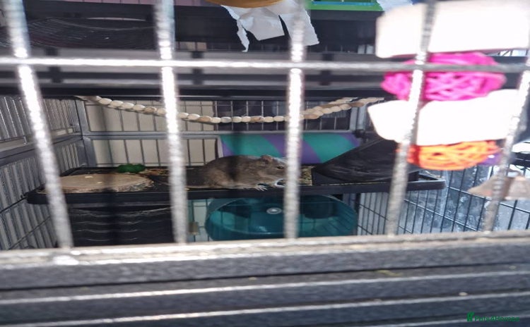 Degus rodents - Advert 1