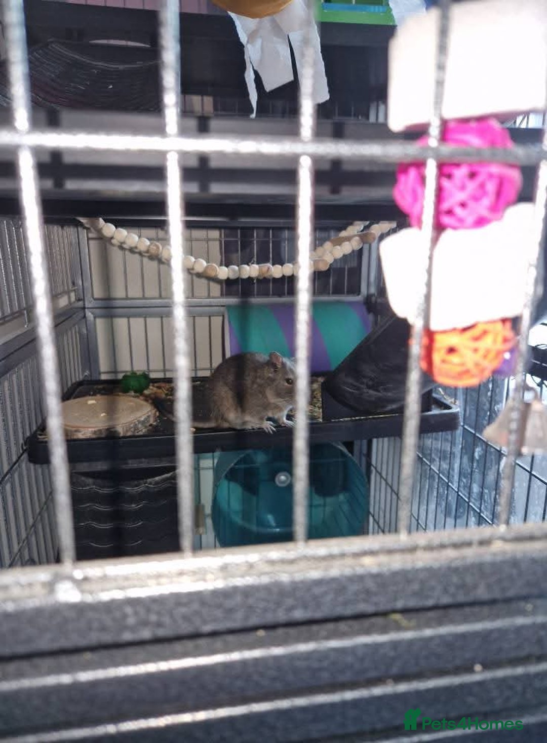 Degus rodents for sale: Male degu - Image 1