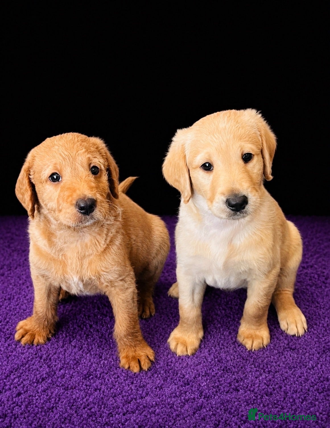 Labradoodle dogs Stunning labradoodle pups Health tested parents - Advert 1