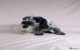 Cockapoo dogs for sale: Ready now beautiful litter F1B cockapoo puppies  in Leicester - Image 21